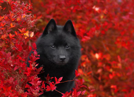 baby animal dog Animal puppy HD Desktop Wallpaper | Background Image