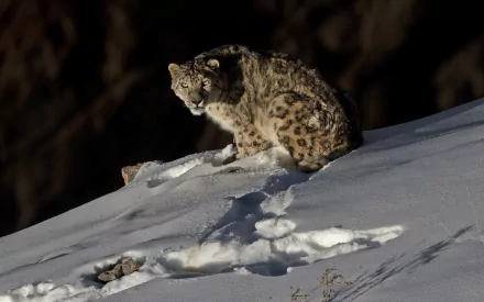  A Snow Leopard in the Snow Leopard Conservancy India Trust by Dhritiman Mukherjee