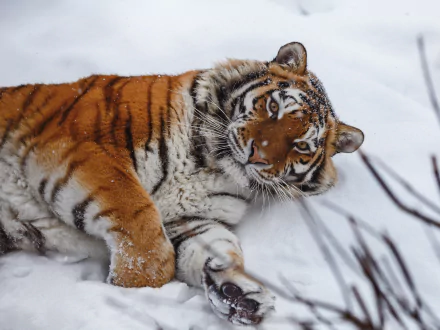 HD desktop wallpaper of a tiger resting in the snow, showcasing its vibrant orange and black stripes against a white winter background.