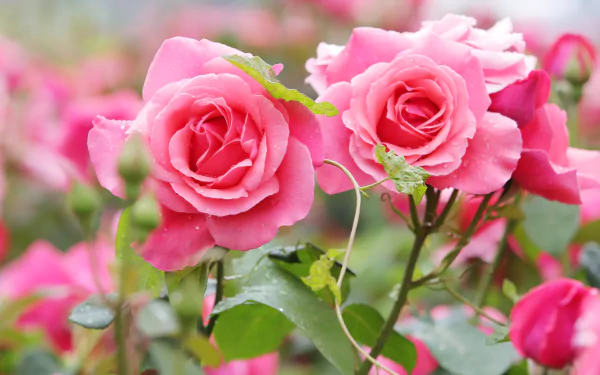 pink flower pink rose nature rose HD Desktop Wallpaper | Background Image