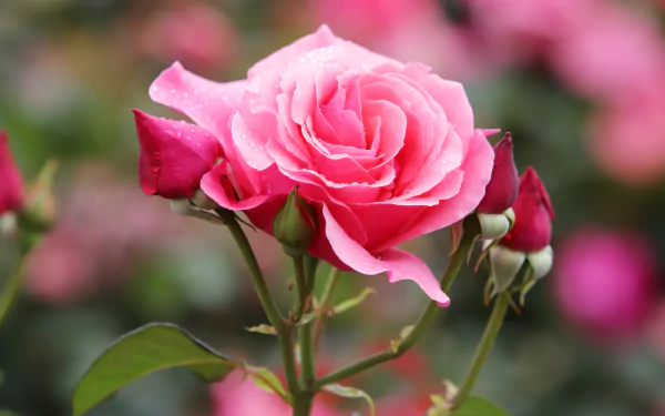 pink flower pink rose nature rose HD Desktop Wallpaper | Background Image