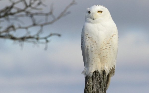 Animal Snowy Owl Birds Owls Bird Owl HD Wallpaper | Background Image