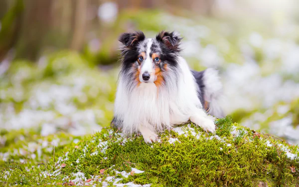 dog Animal shetland sheepdog HD Desktop Wallpaper | Background Image