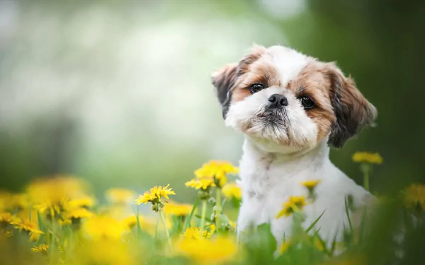 dog Animal shih tzu HD Desktop Wallpaper | Background Image