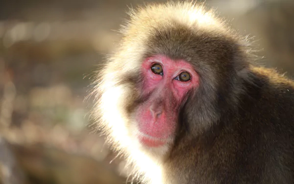 primate monkey Animal Japanese macaque snow monkey HD Desktop Wallpaper | Background Image