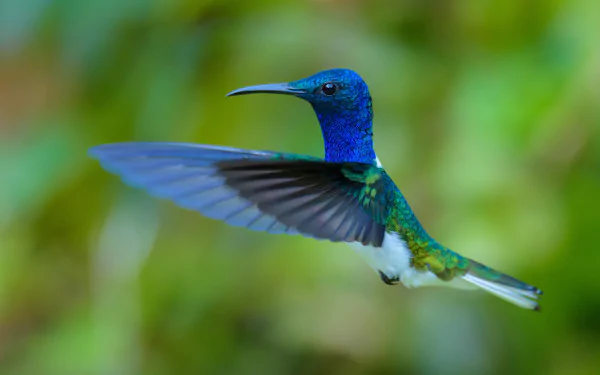 A vibrant hummingbird in mid-flight with iridescent blue and green feathers, captured in sharp detail for a 4K Ultra HD PC desktop wallpaper background.
