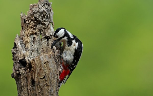 Animal Woodpecker Birds Woodpeckers Bird HD Wallpaper | Background Image