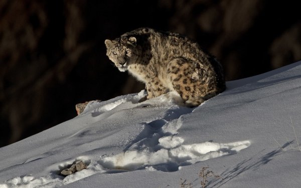 Animal Snow Leopard Cats Snow HD Wallpaper | Background Image