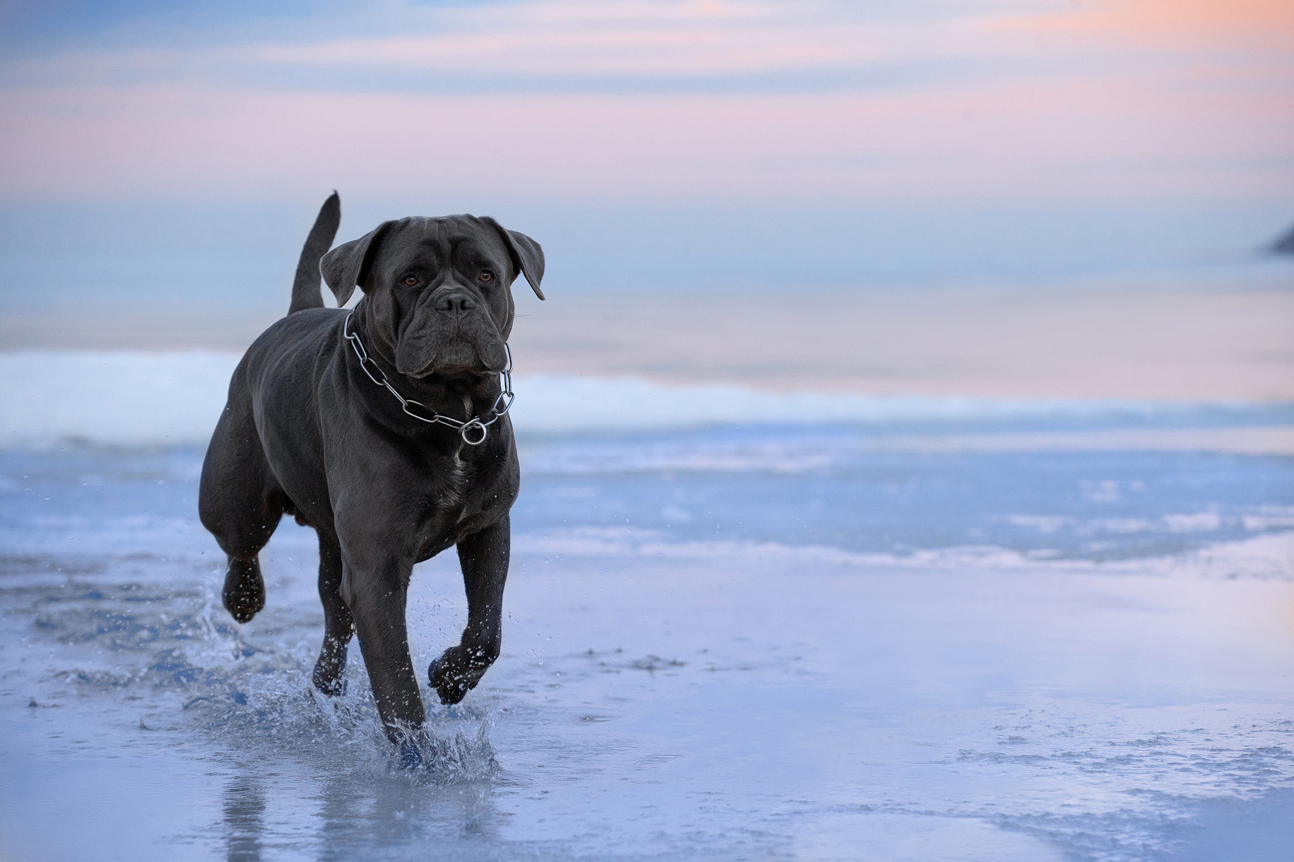 Animal Cane Corso HD Wallpaper by Svetlana Pisareva