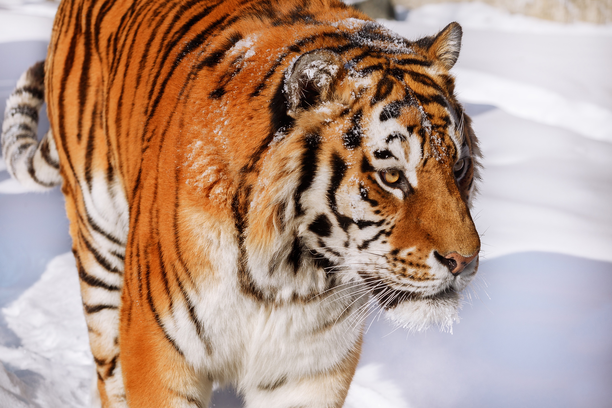 Download Snow Animal Tiger HD Wallpaper by Oleg Bogdanov