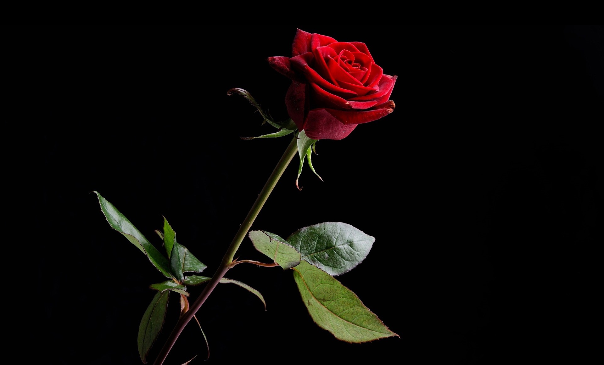 Download Nature Rose HD Wallpaper