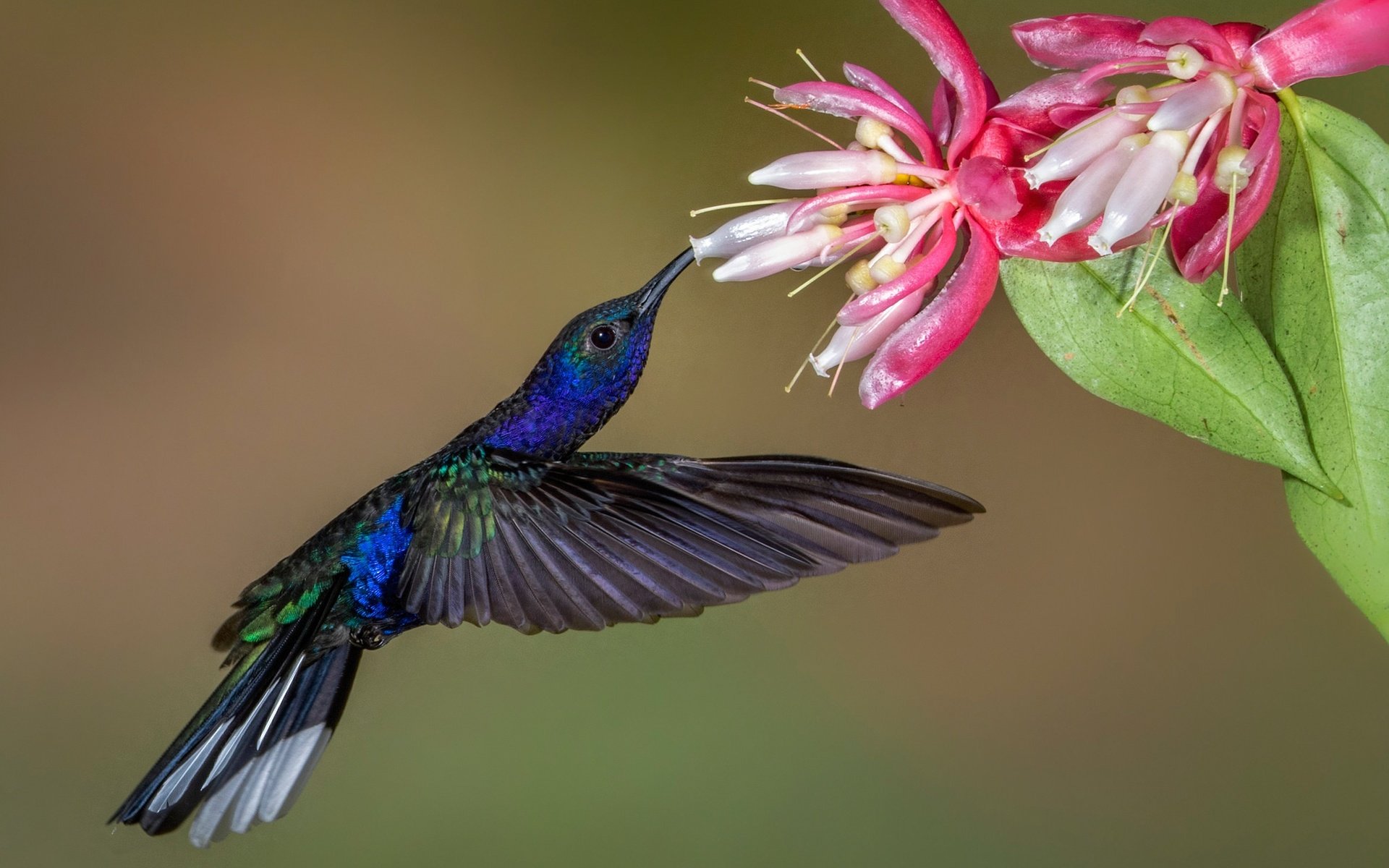 Animal Hummingbird HD Wallpaper