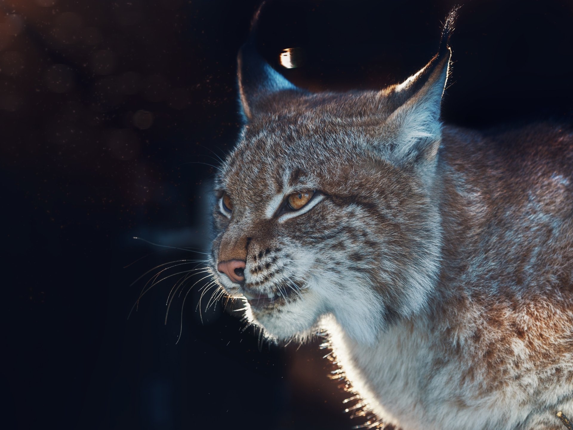 Download Animal Lynx HD Wallpaper by Oleg Bogdanov