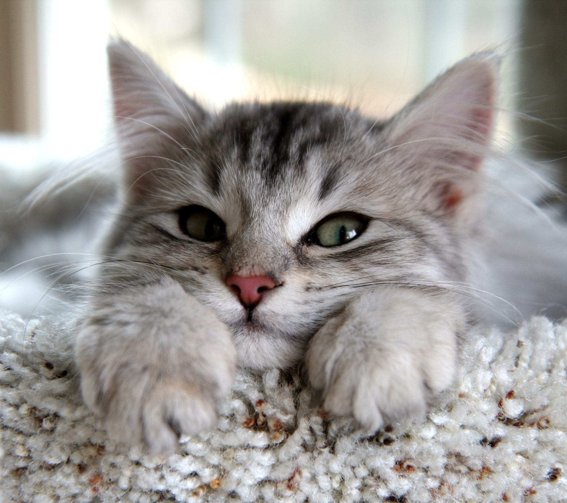 Cute Kitten Face