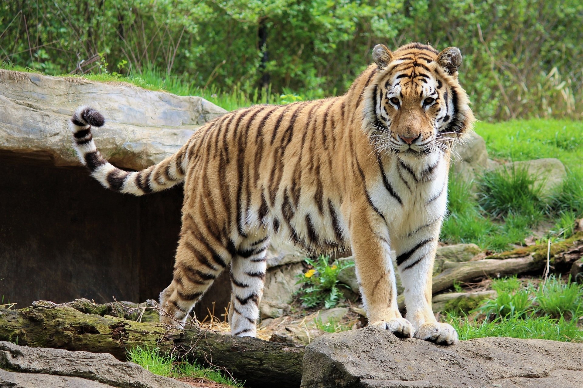 Download Animal Tiger HD Wallpaper