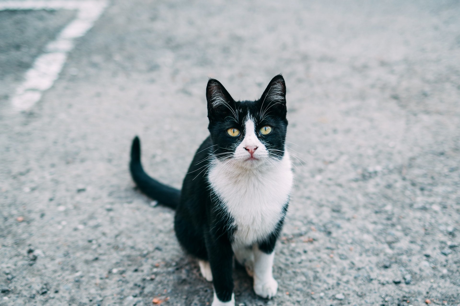 HD PC desktop wallpaper: black-and-white cat (animal) staring intently at the camera on a gravel background.