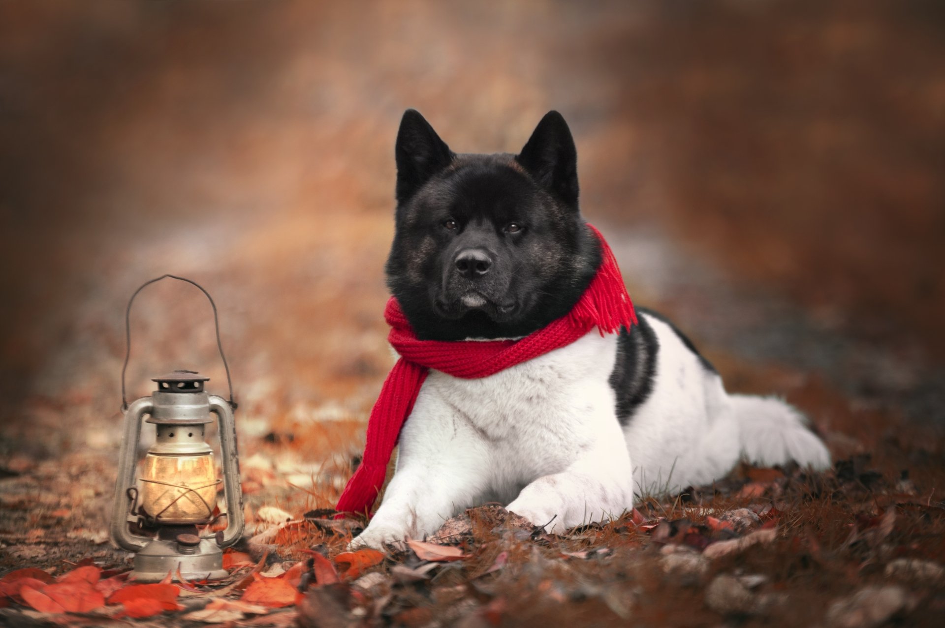 Download Lantern Dog Animal Akita 4k Ultra HD Wallpaper