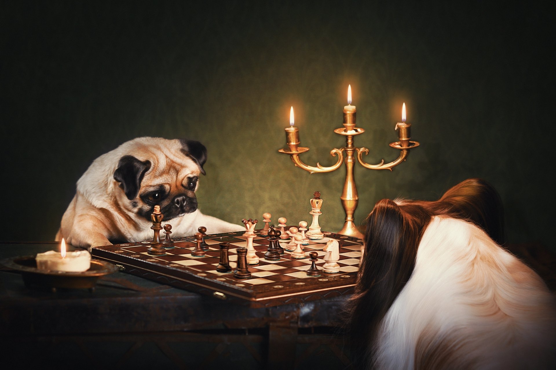 Download Papillon Pug Chess Animal Dog HD Wallpaper by Natalia Ponikarova