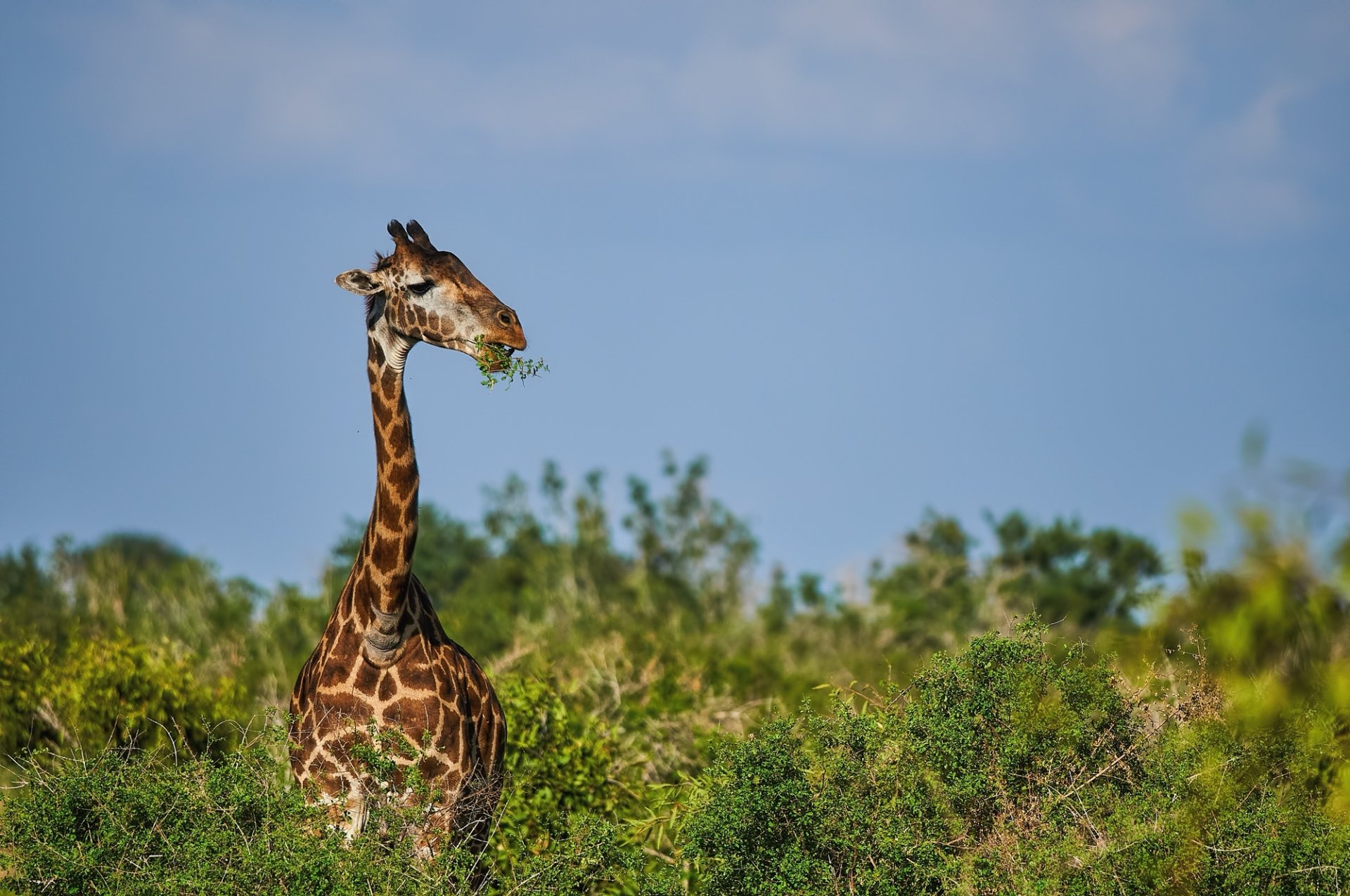 Download Animal Giraffe HD Wallpaper by Kalin Botev