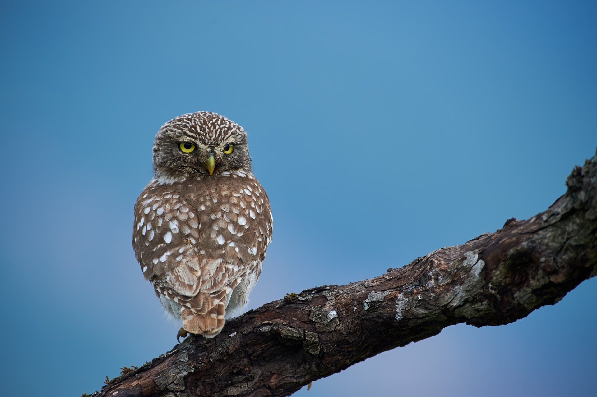 Download Bird Animal Owl HD Wallpaper by Kalin Botev