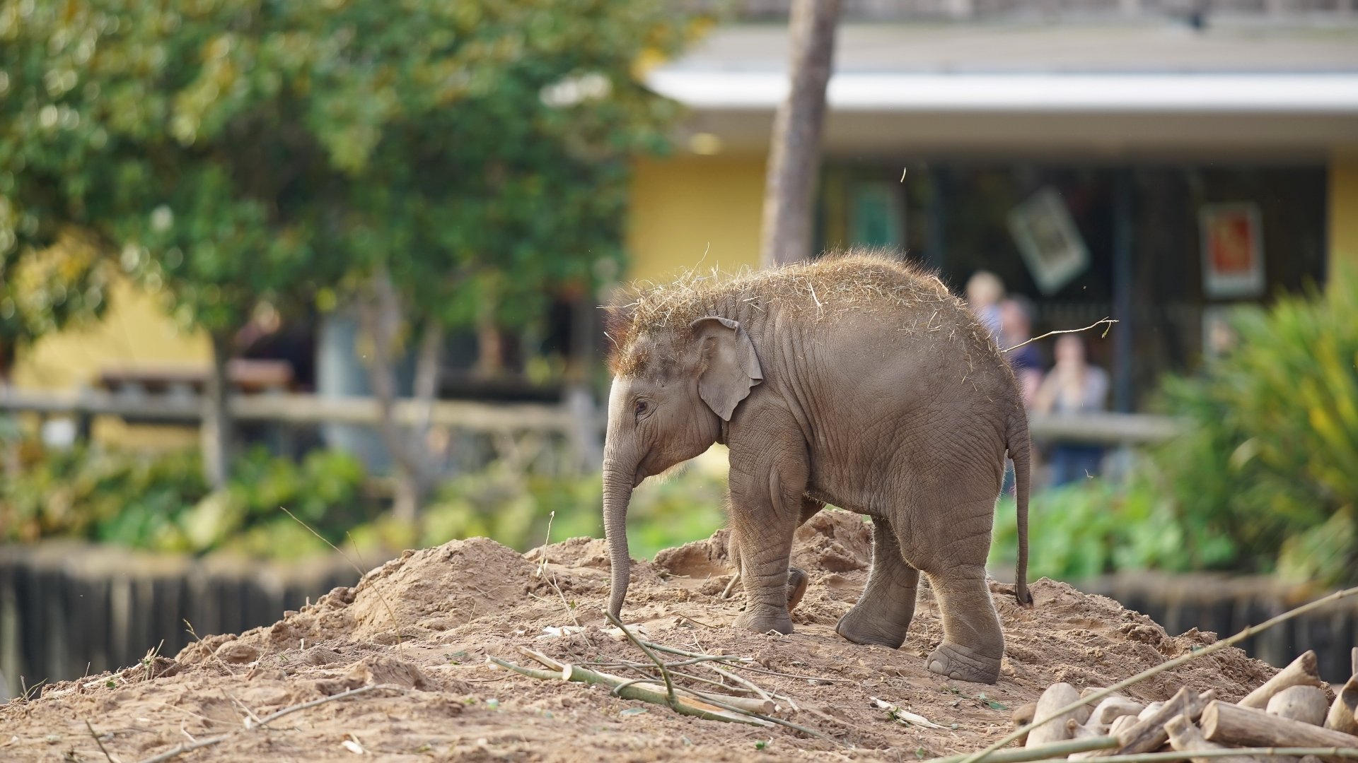 A baby Asian elephant stands on a mound outdoors, captured in clear detail for a 4K Ultra HD desktop wallpaper and background.