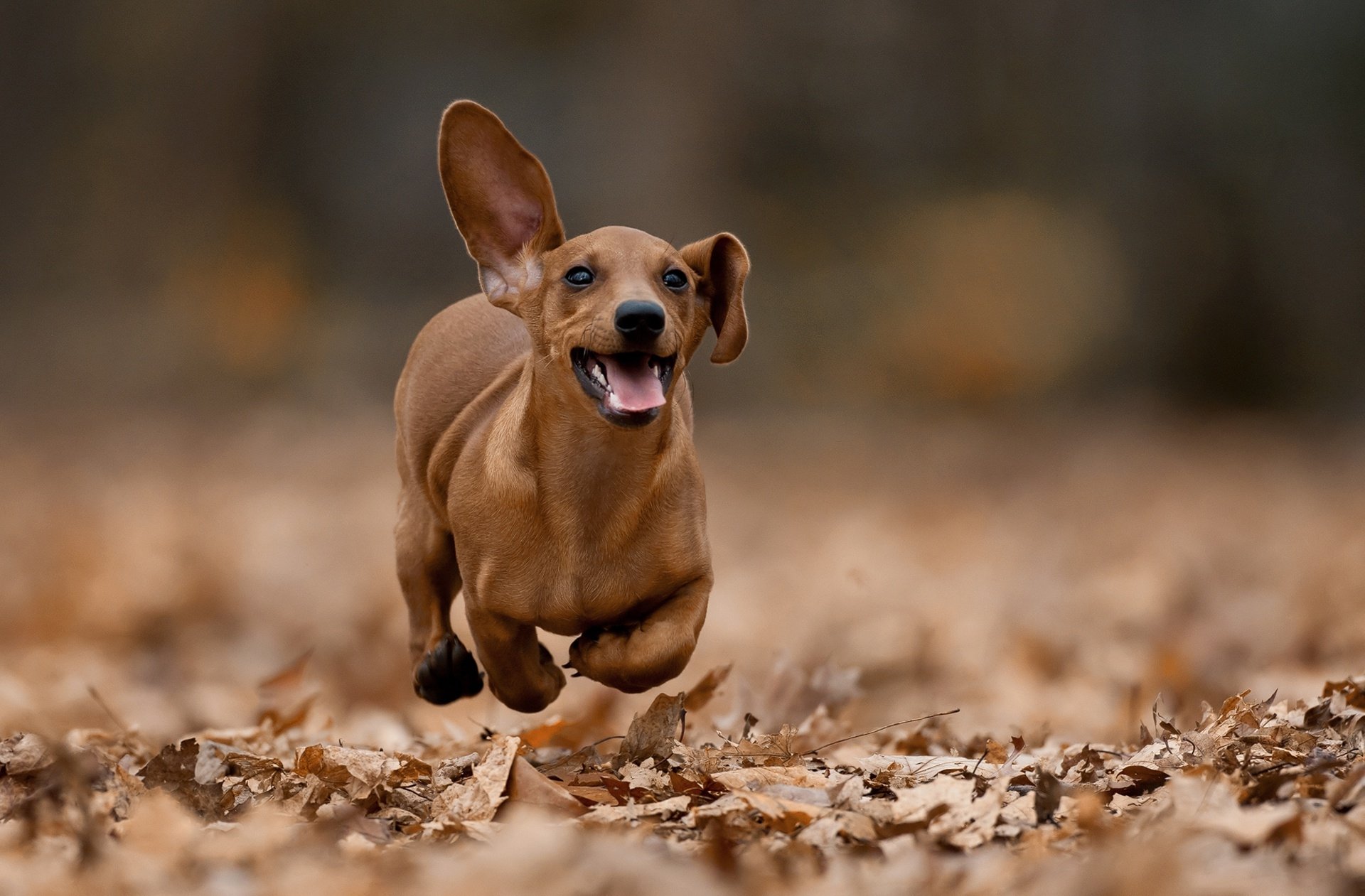 Animal Dachshund HD Wallpaper