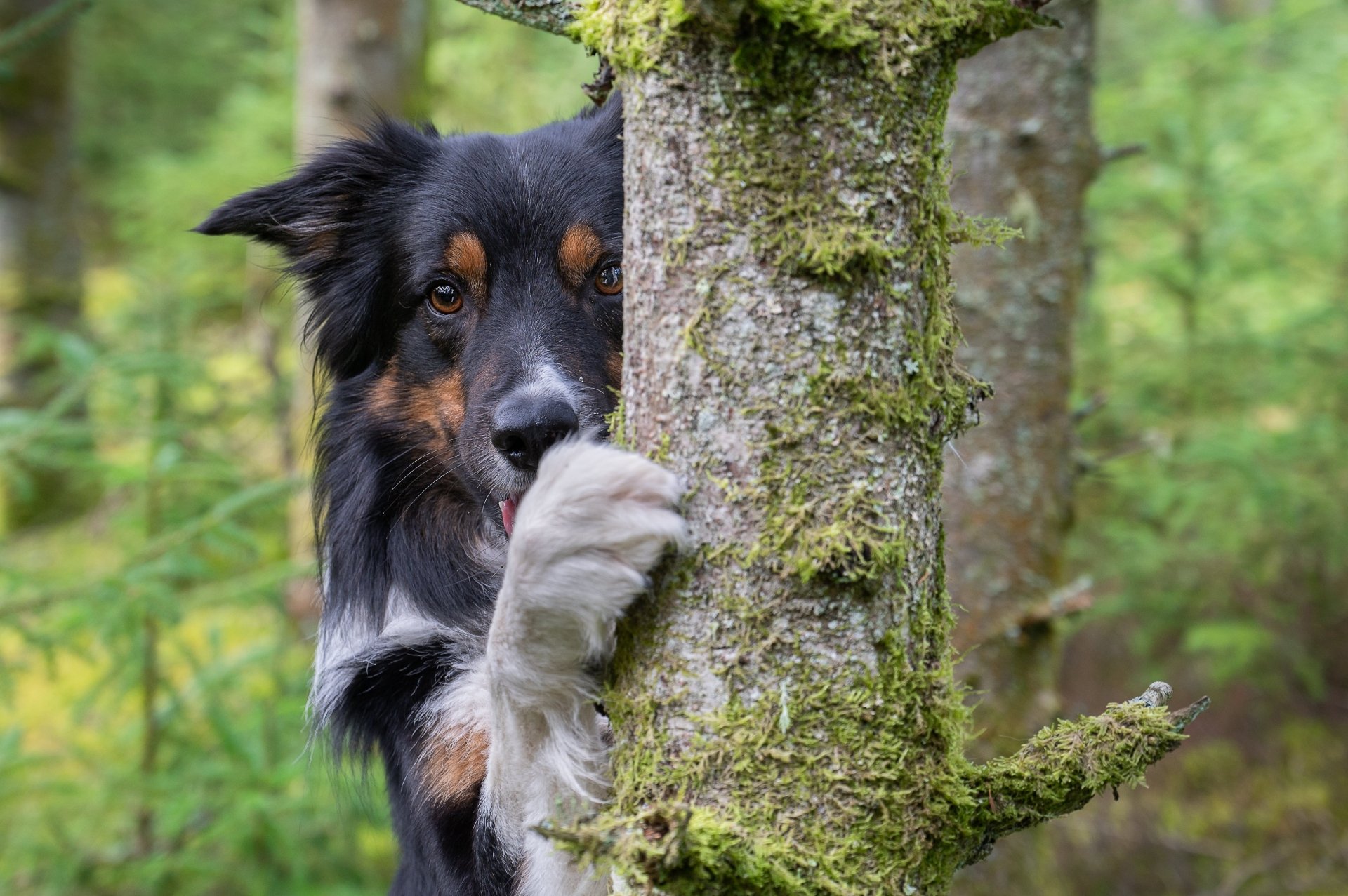 Border Collie 4k Ultra HD Wallpaper