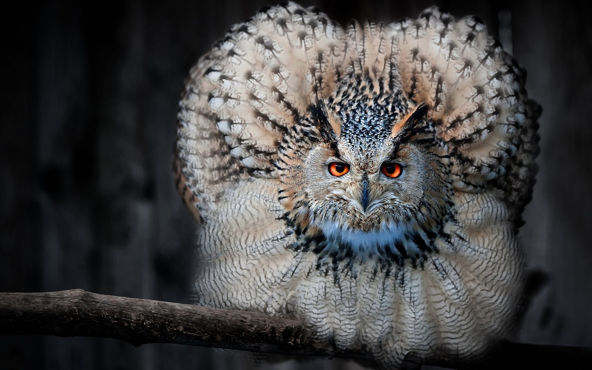 Animal Owl HD Wallpaper