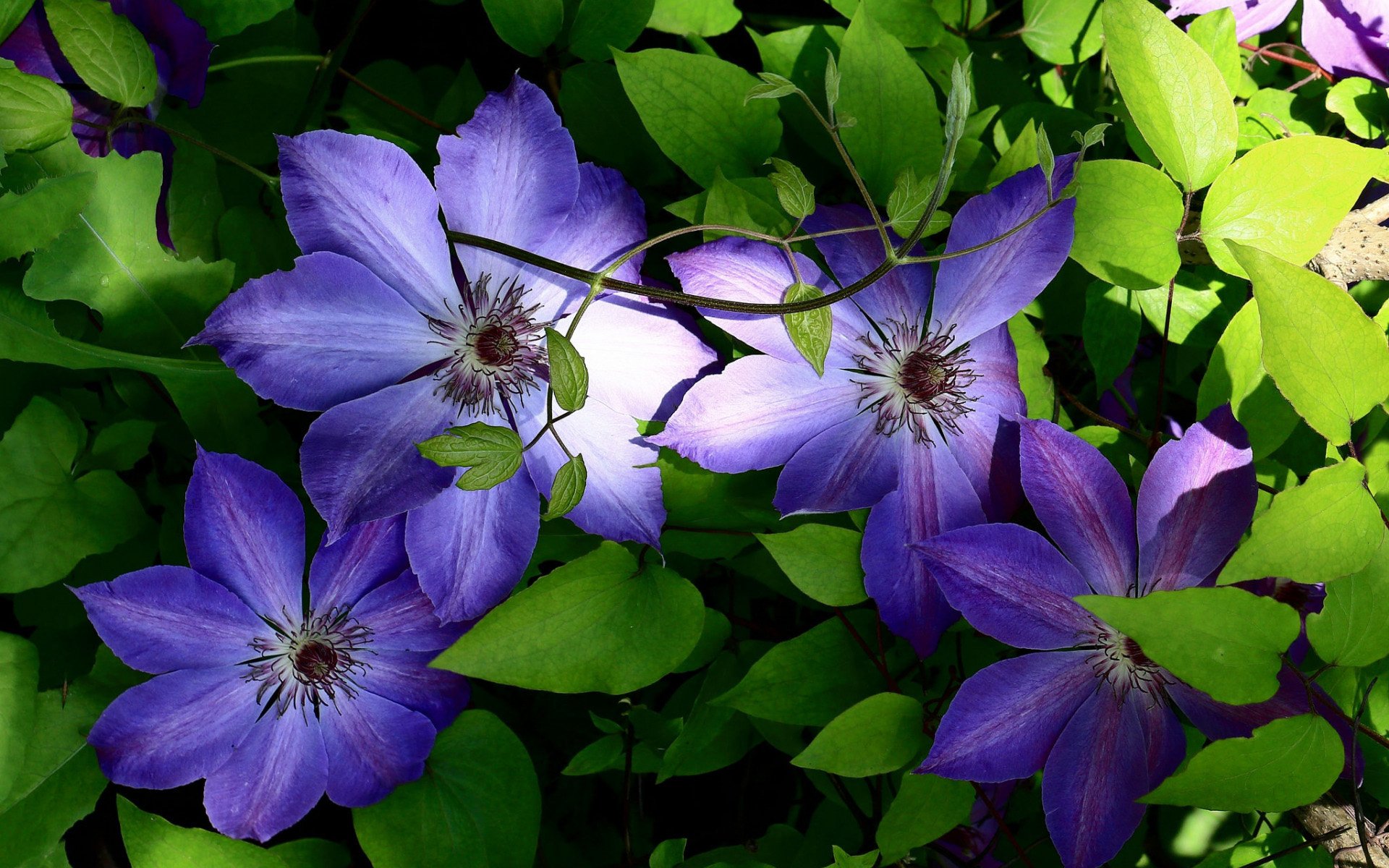 Download Nature Clematis HD Wallpaper