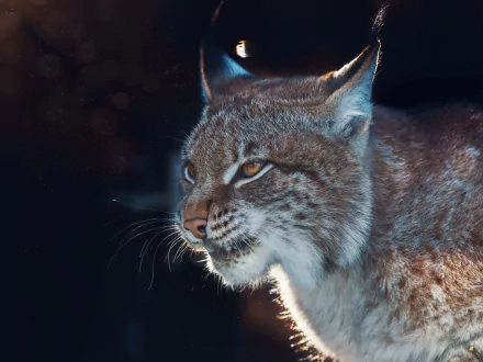 Animal lynx HD Desktop Wallpaper | Background Image