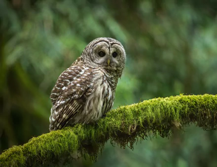 owl bird Animal barred owl HD Desktop Wallpaper | Background Image
