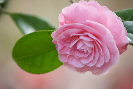nature camellia HD Desktop Wallpaper | Background Image