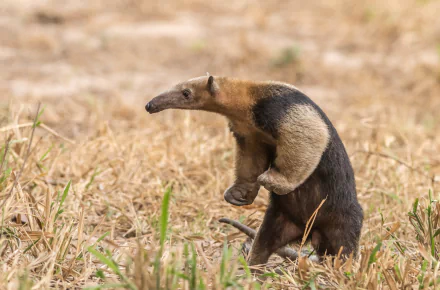 vermilingua Animal anteater HD Desktop Wallpaper | Background Image