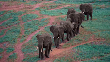  A Herd of African Elephants by Herbert Bieser