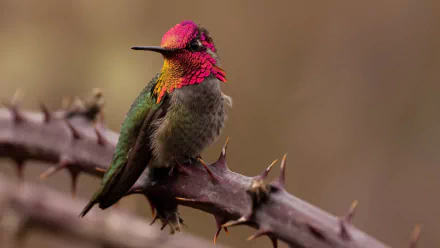 HD desktop wallpaper featuring a vibrant Anna's Hummingbird perched on a thorny branch, showcasing its iridescent feathers and delicate details.