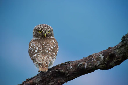 bird Animal owl HD Desktop Wallpaper | Background Image