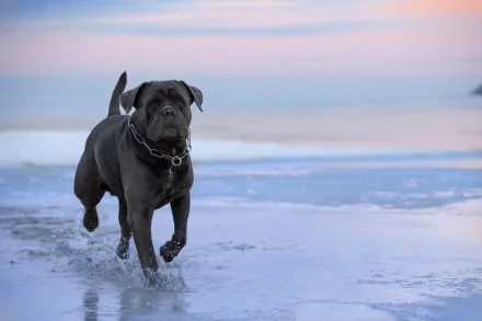 dog Animal Cane Corso HD Desktop Wallpaper | Background Image