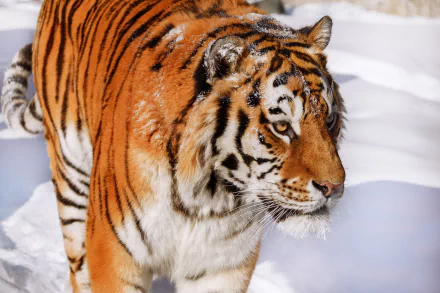 HD PC desktop wallpaper: a tiger (animal) walking through snow, its orange-and-black coat dusted with flakes.