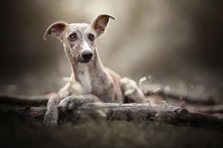 HD PC desktop wallpaper of a brindle whippet dog, Animal, resting on a log with a soft-focus woodland background.