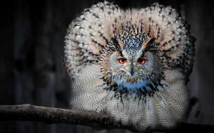 Animal owl HD Desktop Wallpaper | Background Image