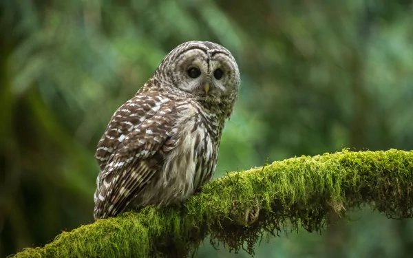 owl bird Animal barred owl HD Desktop Wallpaper | Background Image