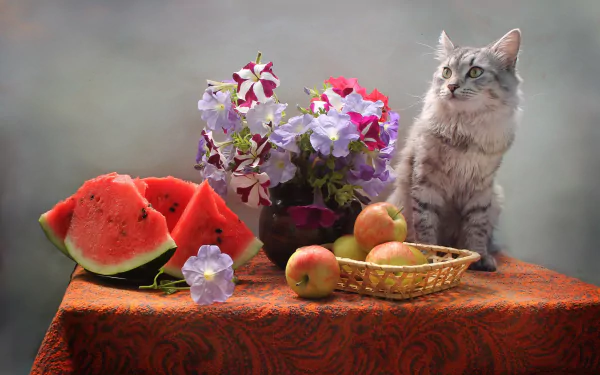 2K Quad HD desktop wallpaper: a gray tabby cat beside a still life of sliced watermelon, apples in a basket and vibrant flowers on an ornate tablecloth.