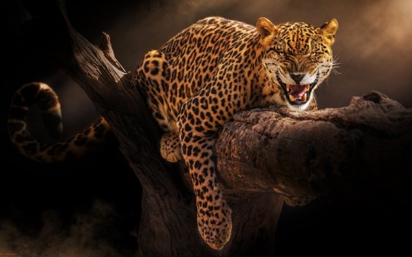 Animal Jaguar Cats Wildlife Big Cat predator Leopard HD Wallpaper | Background Image