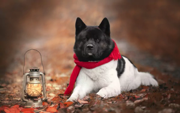lantern dog Animal akita HD Desktop Wallpaper | Background Image