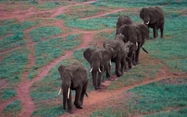  A Herd of African Elephants by Herbert Bieser
