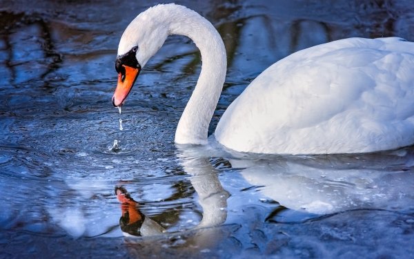 Animal Mute swan Birds Swans Water Reflection Bird Swan HD Wallpaper | Background Image