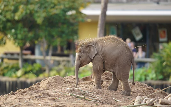 baby animal Animal Asian Elephant HD Desktop Wallpaper | Background Image