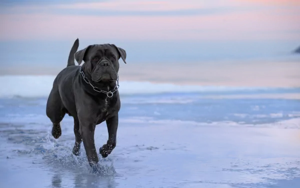 Cane Corso dog running along a pastel sunset shoreline, black coat reflected on wet sand — animal 2K Quad HD PC desktop wallpaper background.