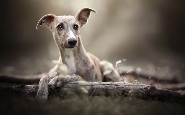HD PC desktop wallpaper of a brindle whippet dog, Animal, resting on a log with a soft-focus woodland background.