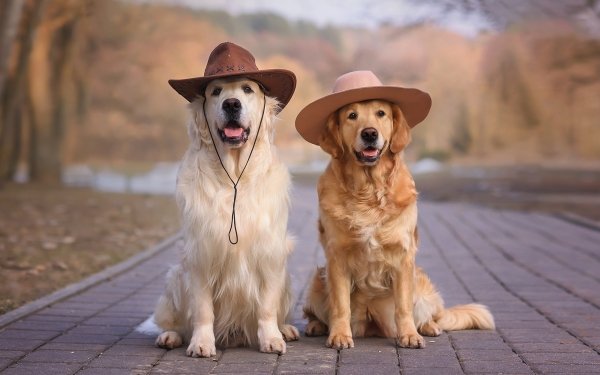 Animal Golden Retriever Dogs Dog Hat Depth Of Field HD Wallpaper | Background Image